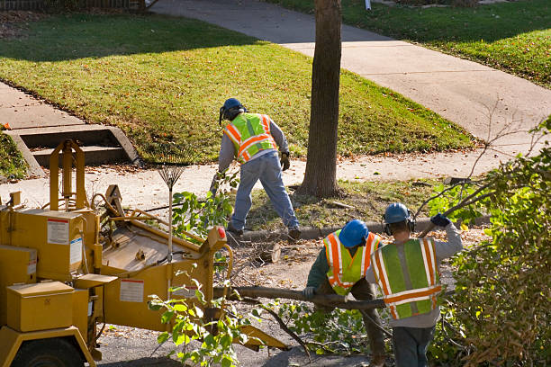 The Steps Involved in Our Tree Care Process in Surgoinsville, TN